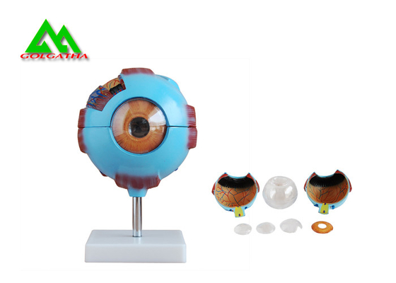 중국 의학 3D 해부 눈 모형, 인간적인 안구 해부학 모형 협력 업체