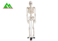 실물 크기 의학 해부 인간적인 해골 모형 97 x 45.5 x 28cm 협력 업체