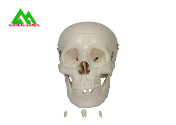 중국 플라스틱 의학 가르치는 모형 해부학 공부를 위한 해부 인간적인 두개골 협력 업체