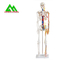 실물 크기 의학 해부 인간적인 해골 모형 97 x 45.5 x 28cm 협력 업체