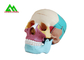 플라스틱 의학 가르치는 모형 해부학 공부를 위한 해부 인간적인 두개골 협력 업체