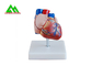 의학생을 위해 실물 크기 플라스틱 인간적인 해부 심장 모형 협력 업체
