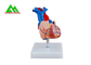 의학생을 위해 실물 크기 플라스틱 인간적인 해부 심장 모형 협력 업체